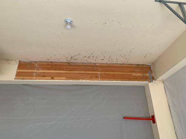Best Biohazard Mold Removal  in Crooks, SD